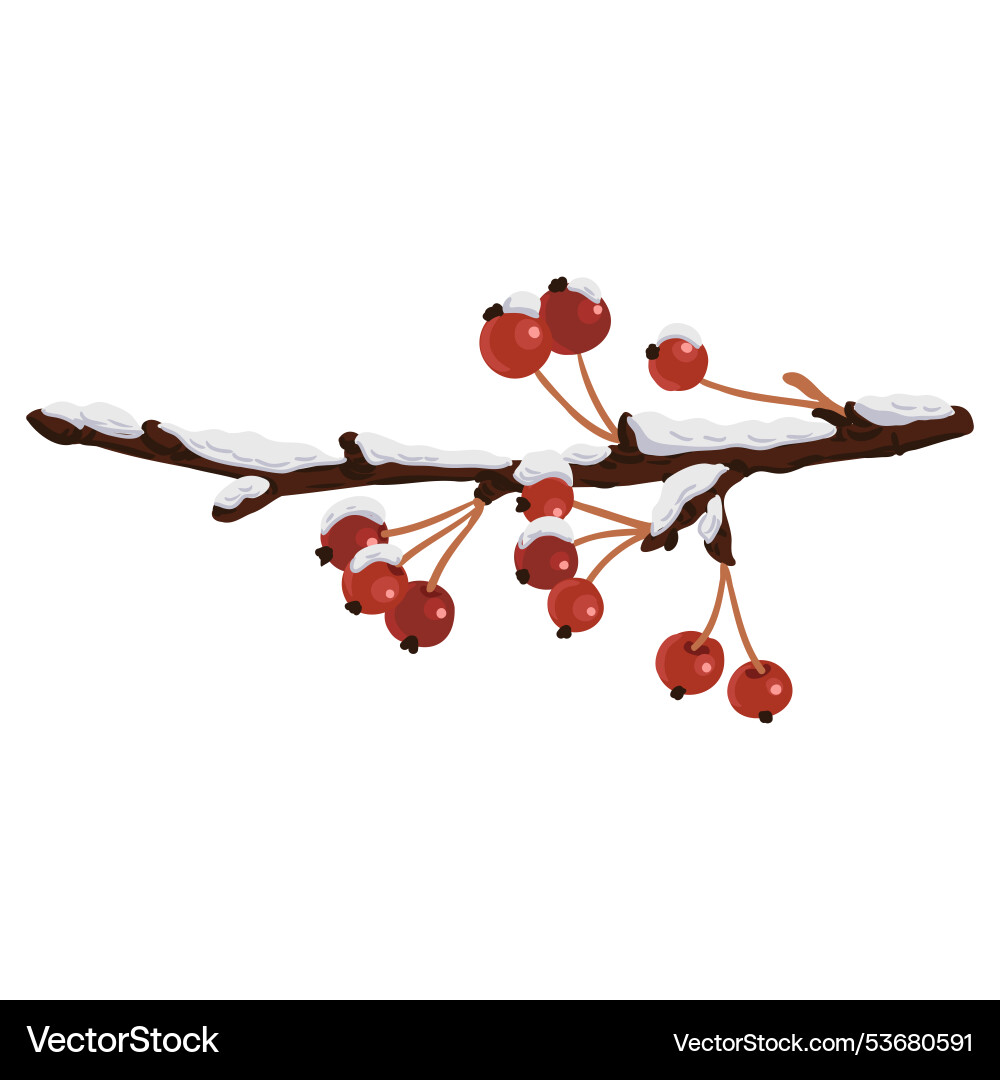 Tree branch with berries in winter Tree branch with berries in winter vector image
