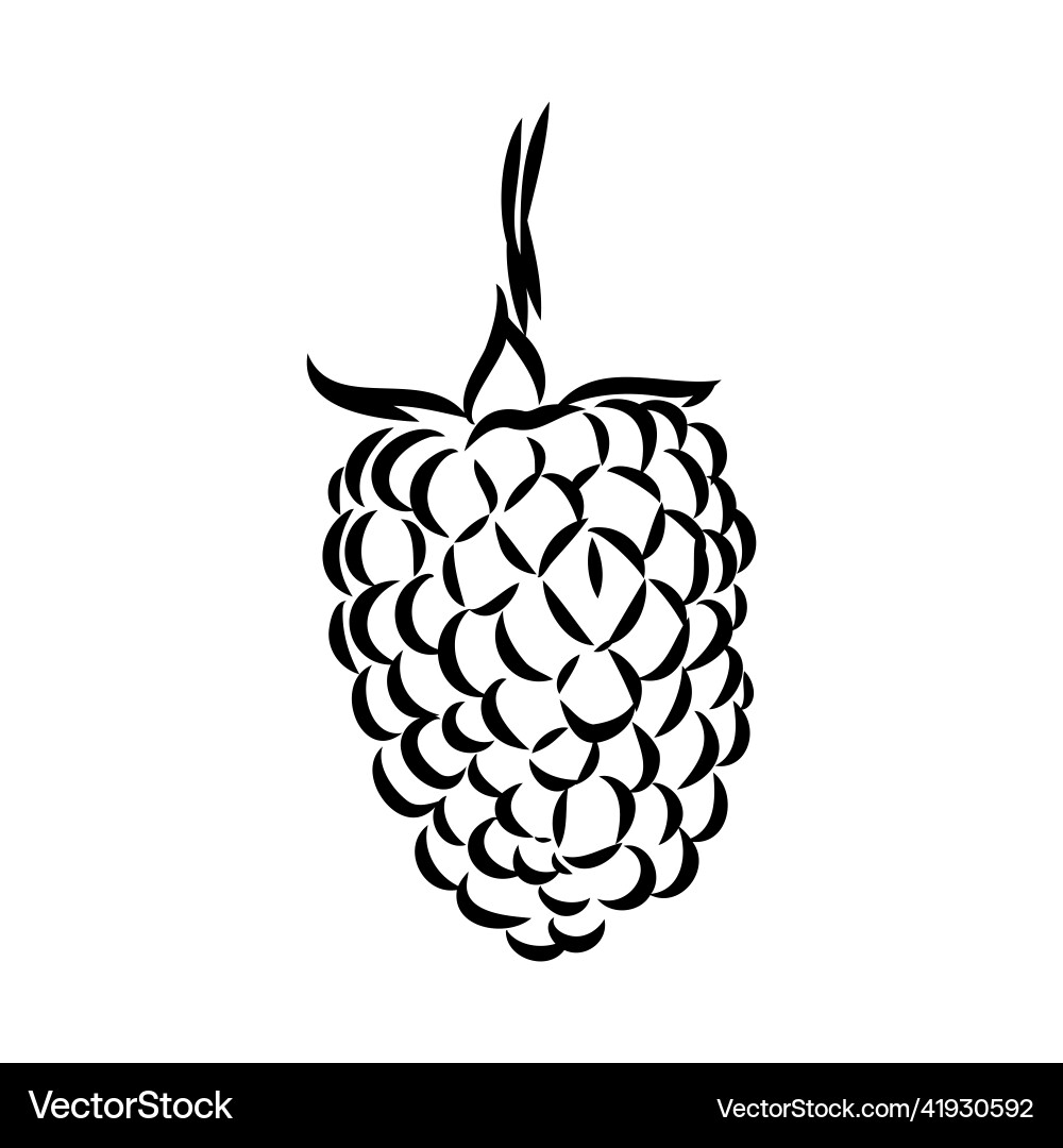 Isolated raspberry berries branch contour line Isolated raspberry berries branch contour line Vector Image