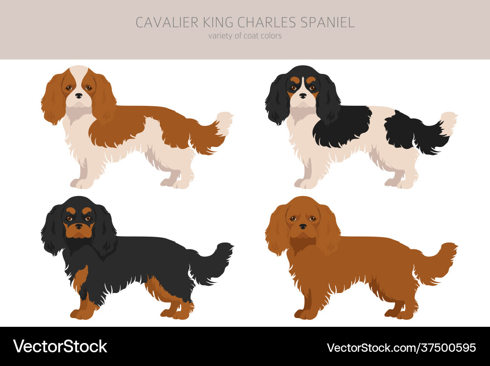 Cavalier king charles spaniel clipart different Cavalier king charles spaniel clipart different vector image