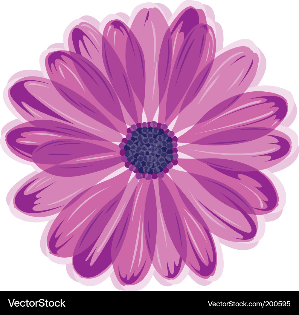 Schöne Daisy Blume Vektorbild