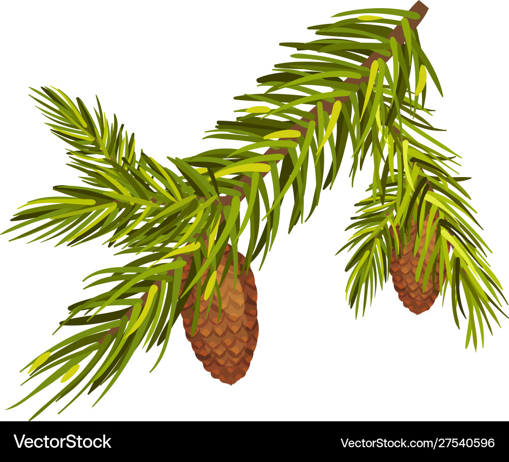 Green spruce twig with two cones separately Vector Image
