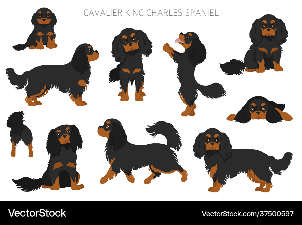Cavalier king charles spaniel clipart different Cavalier king charles spaniel clipart different vector image