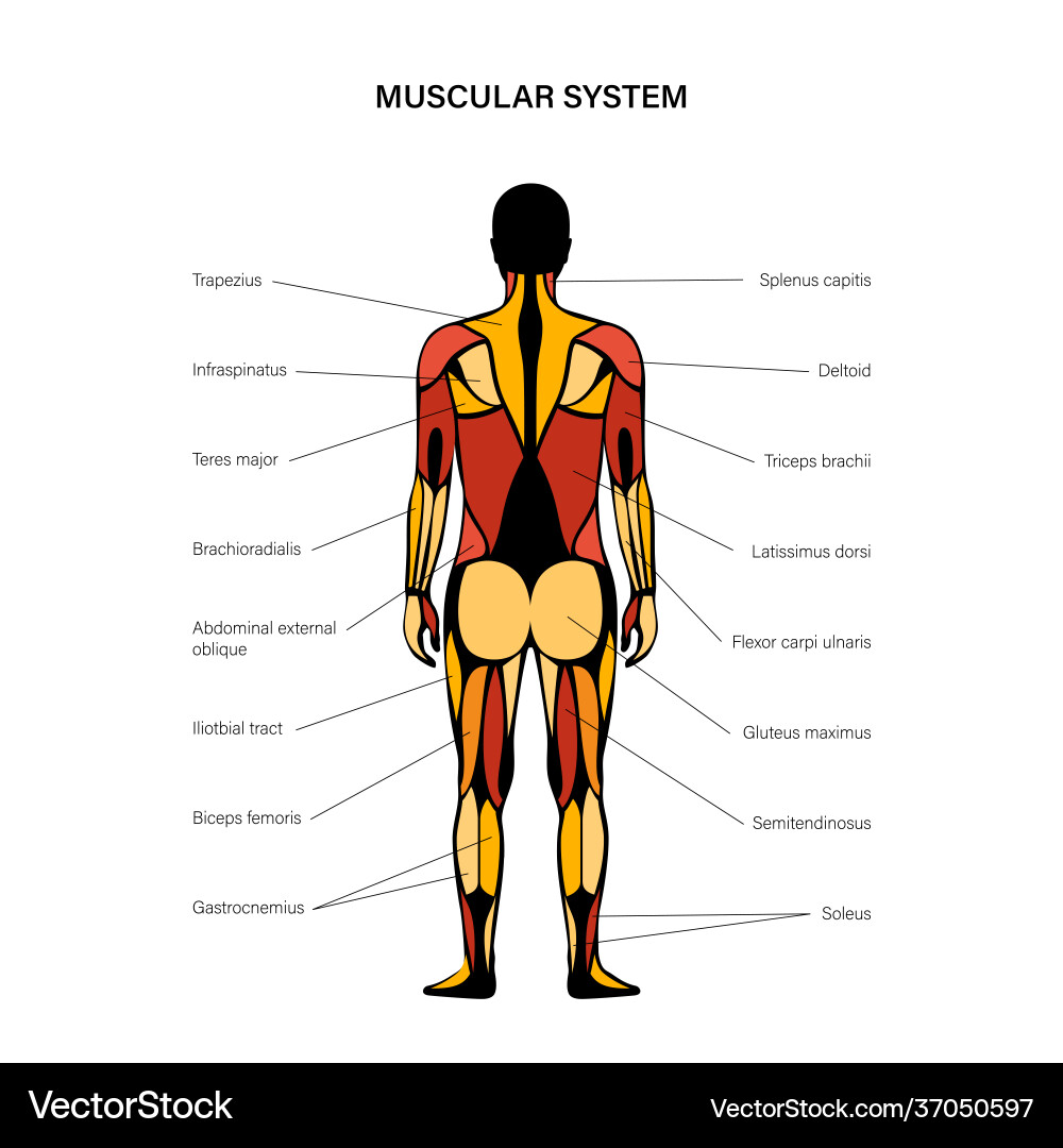 Human muscular system Human muscular system vector image