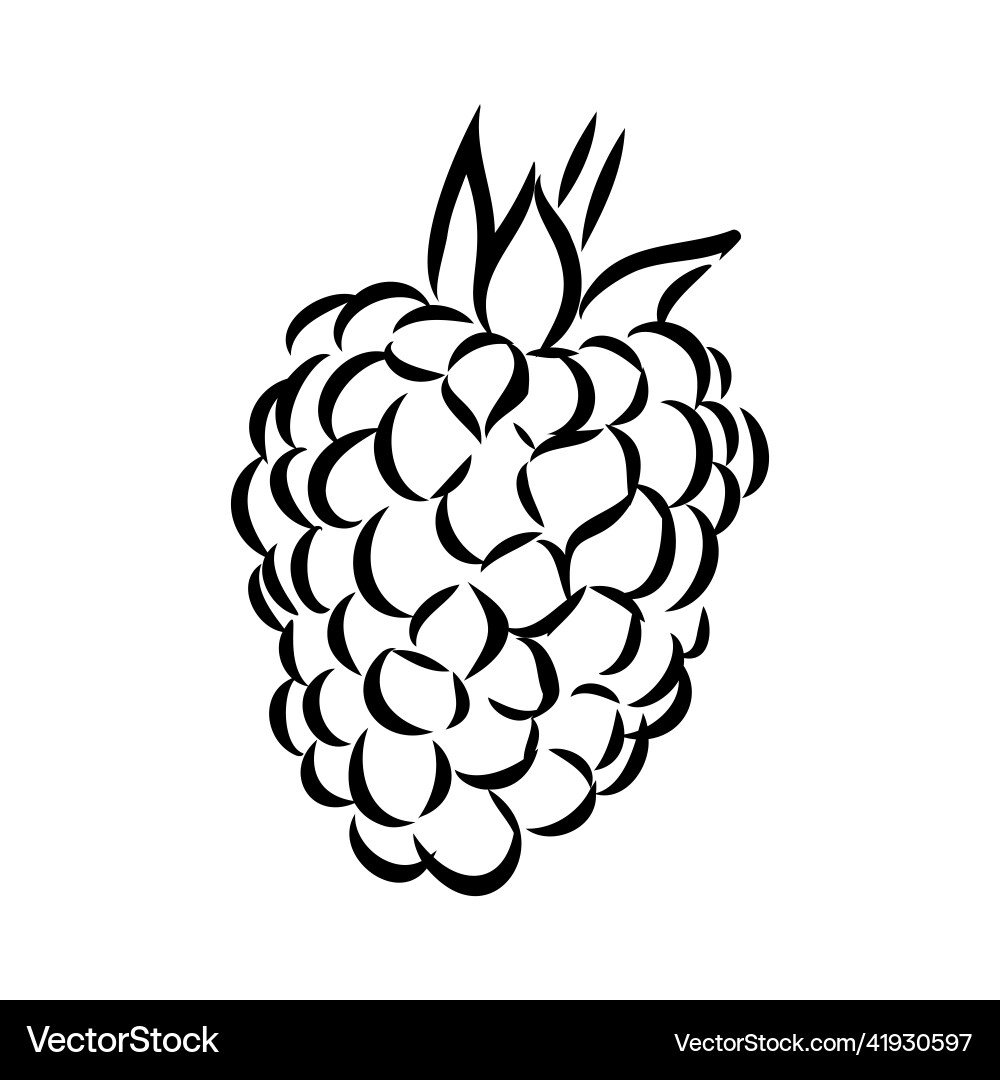 Isolated raspberry berries branch contour line Isolated raspberry berries branch contour line Vector Image