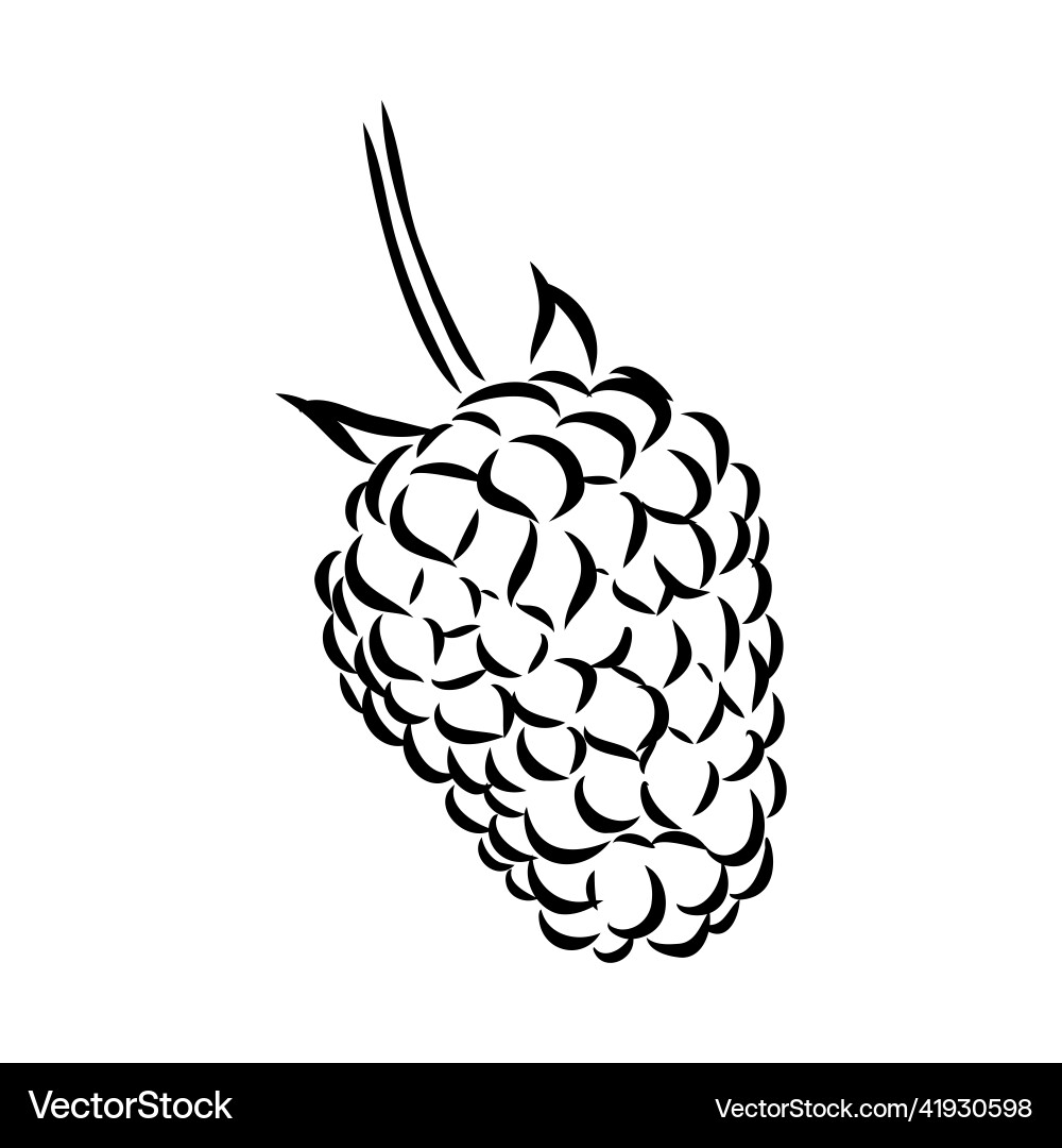 Isolated raspberry berries branch contour line Vector Image