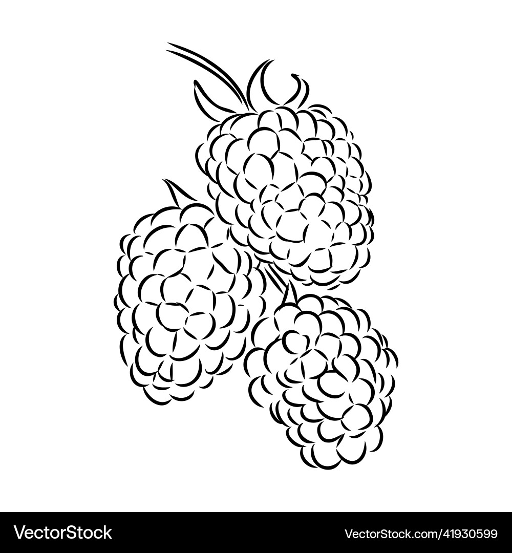 Isolated raspberry berries branch contour line Isolated raspberry berries branch contour line Vector Image