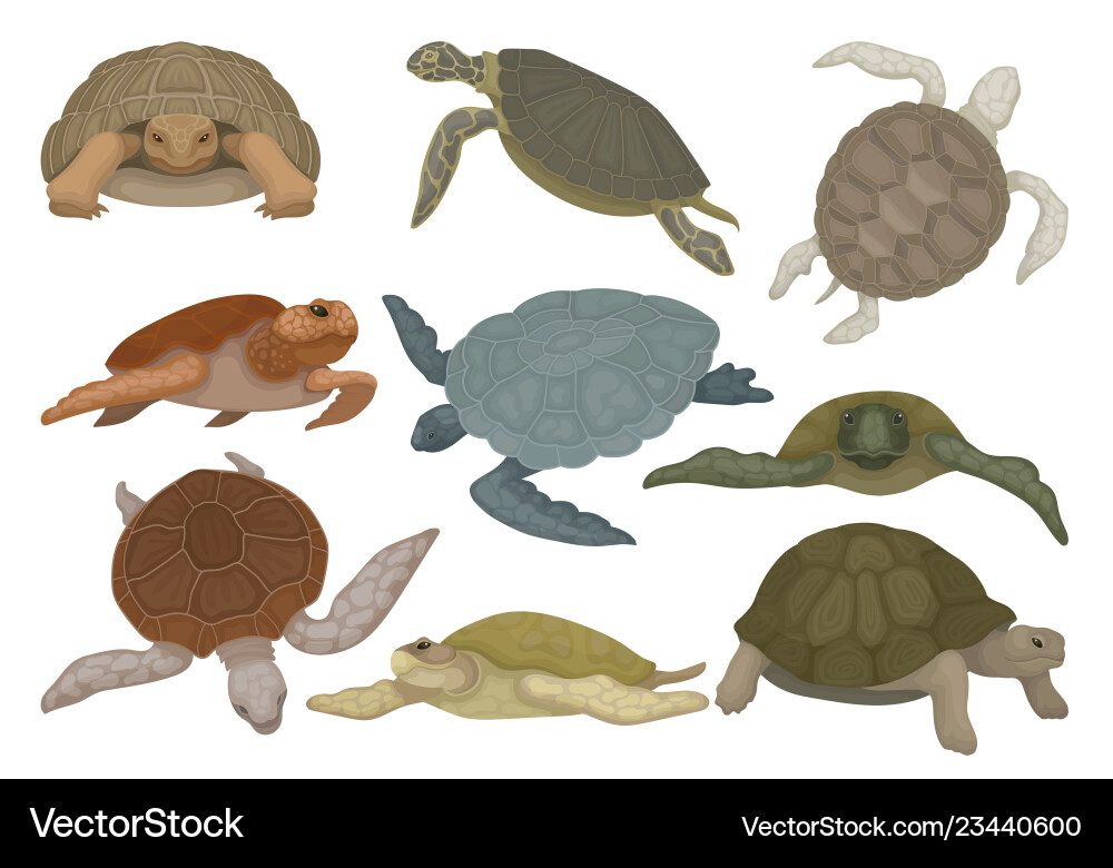 Diverse Turtle Collection - Shells & Views vector image