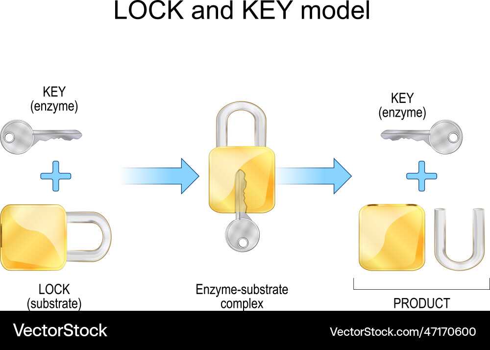 Lock and key model enzyme substrate products vector image