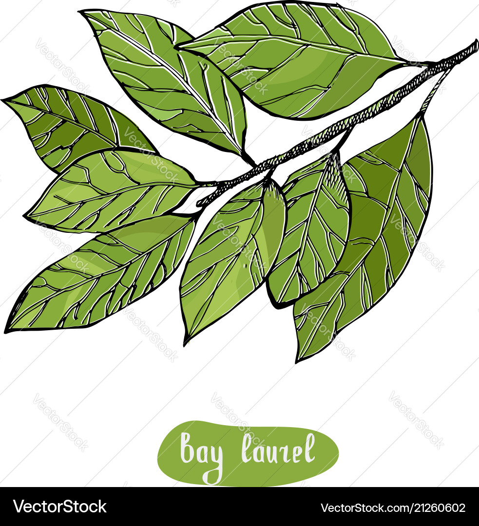 Lorbeer oder Laurus nobilis Jahrgang graviert Lorbeer oder Laurus nobilis Jahrgang graviert vektorbild