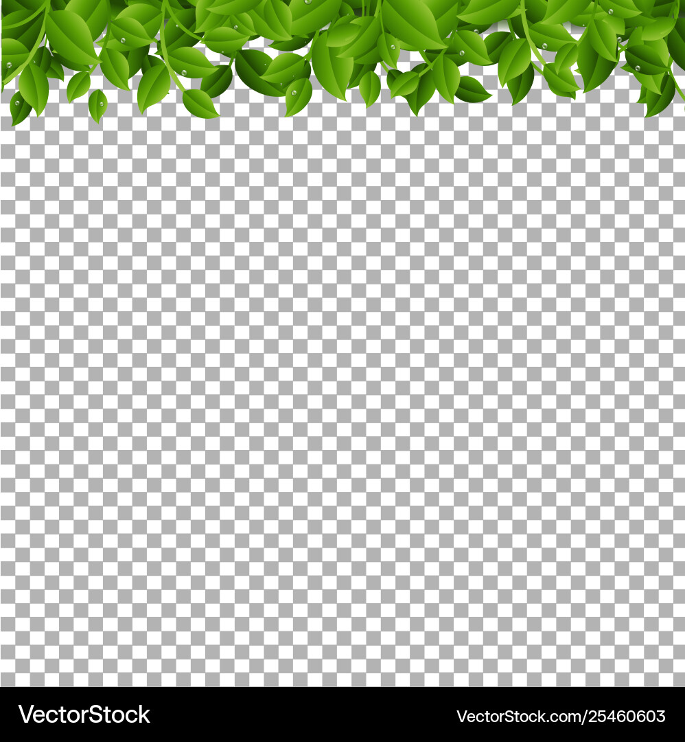 Tree branches isolated vector image