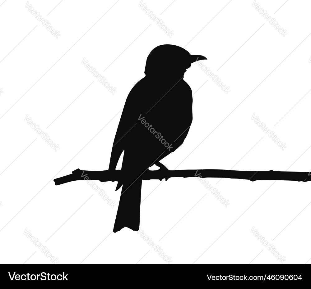 Black Shrike Silhouette on Branch Vector Image