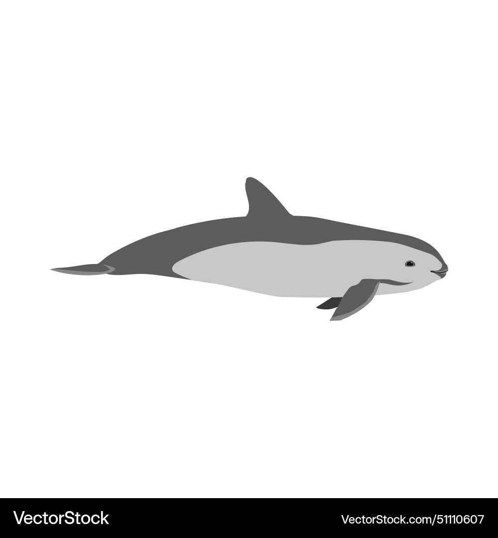 Phocoena sinus vaquita lateral view Royalty Free Vector