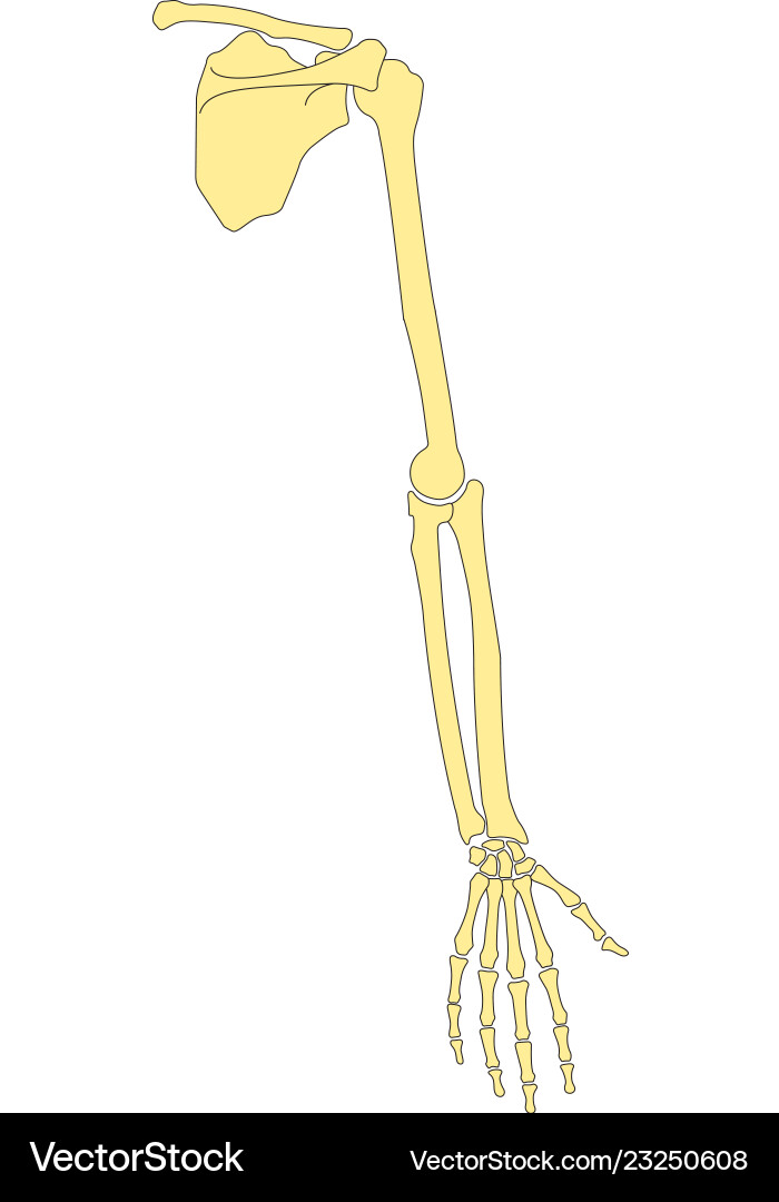 Menschliche Hand Skelettanatomie Menschliche Hand Skelettanatomie vektorbild