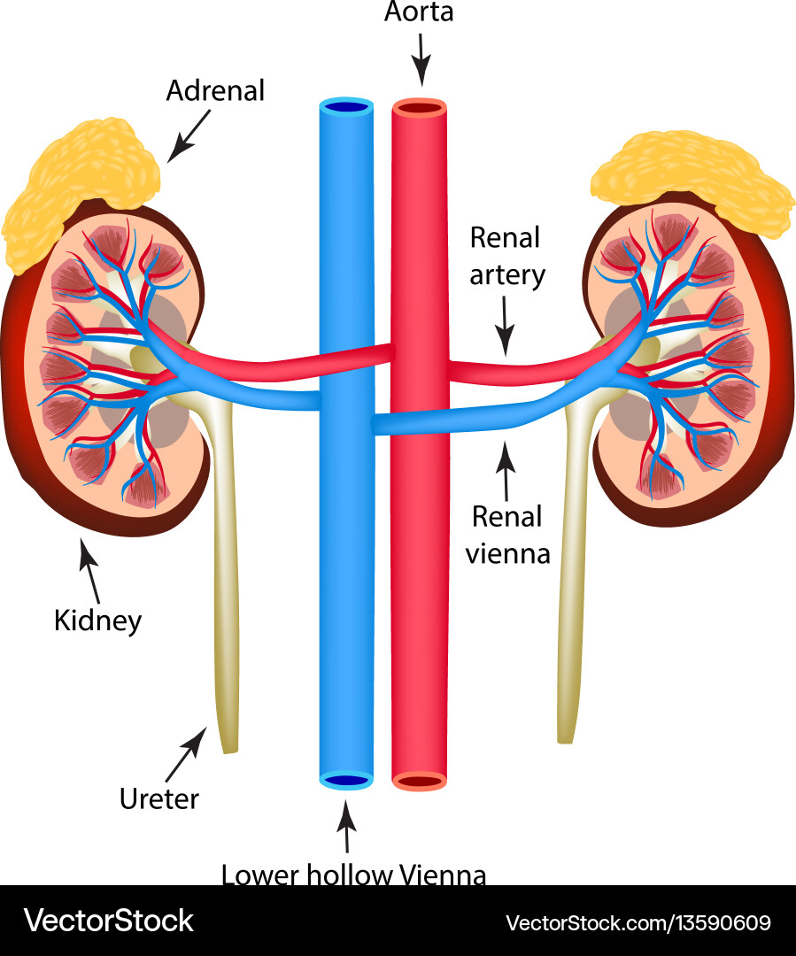 Structure of kidneys on isolated background Structure of kidneys on isolated background vector image