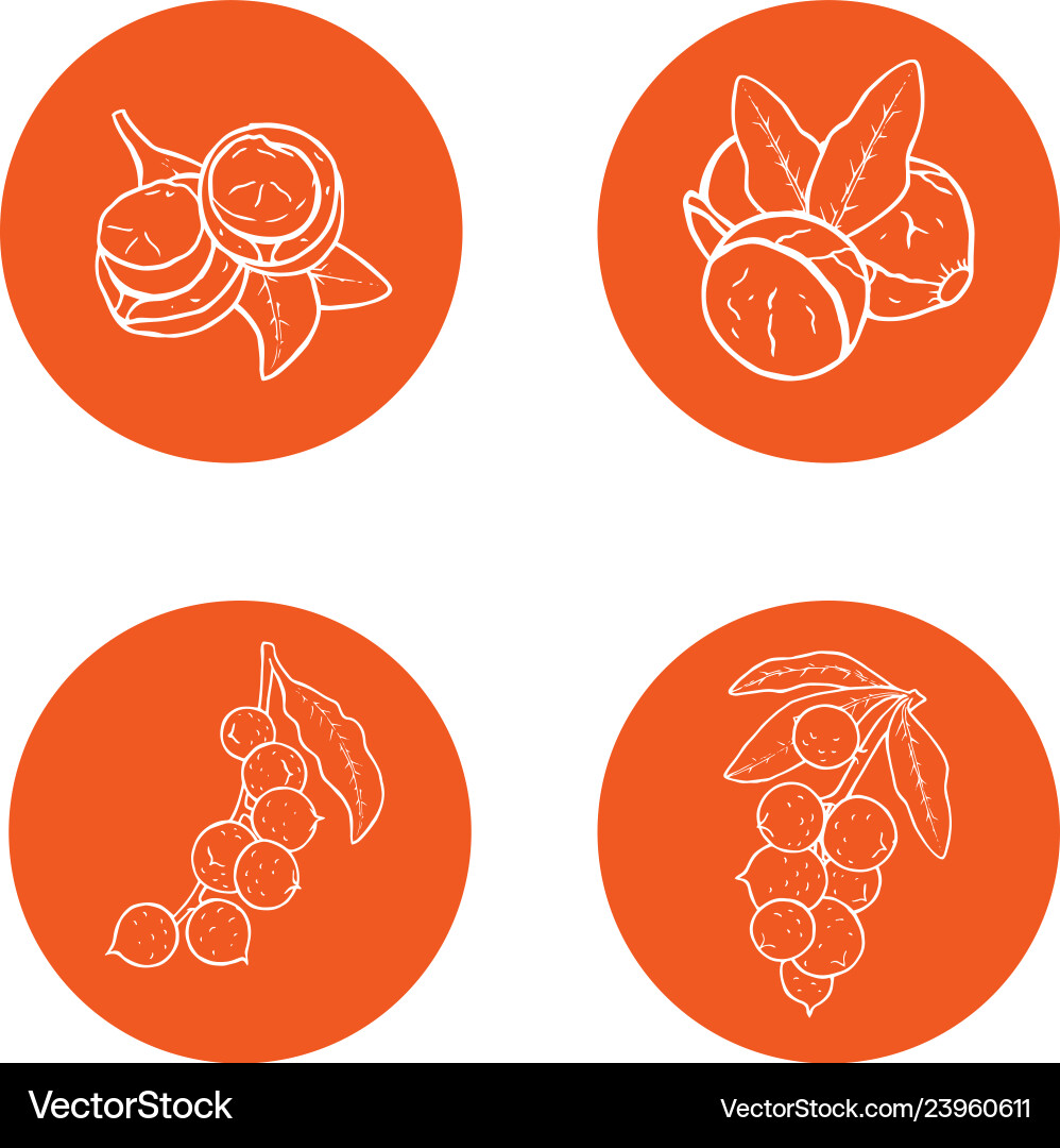 Linear set of macadamia nuts collection icons Linear set of macadamia nuts collection icons vector image