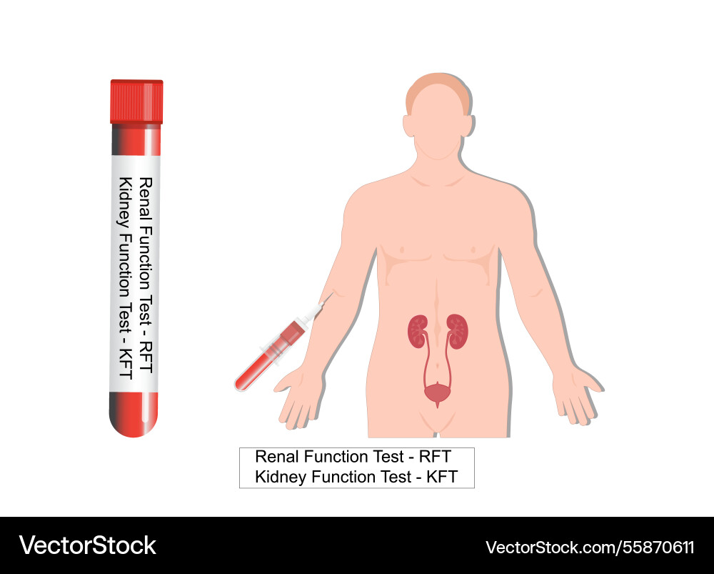 Renal function testskidney tests Renal function testskidney tests vector image