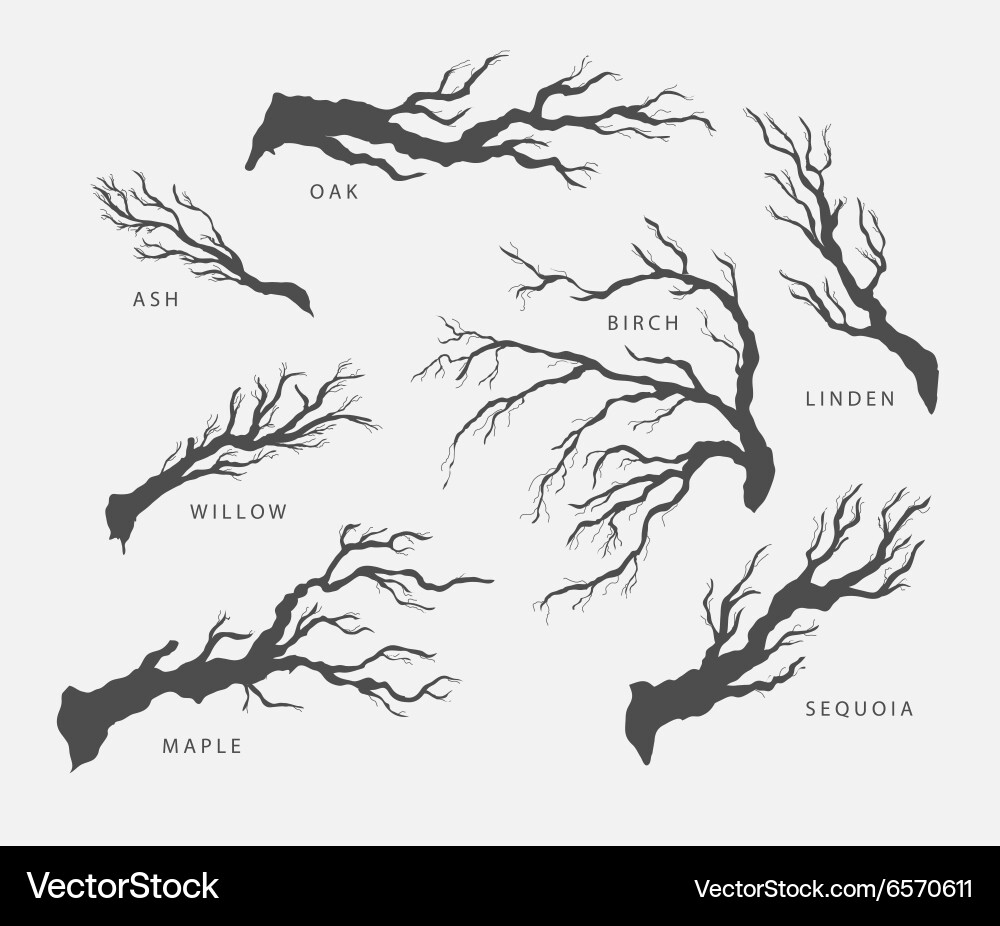 Set of branches twigs different trees Vector Image