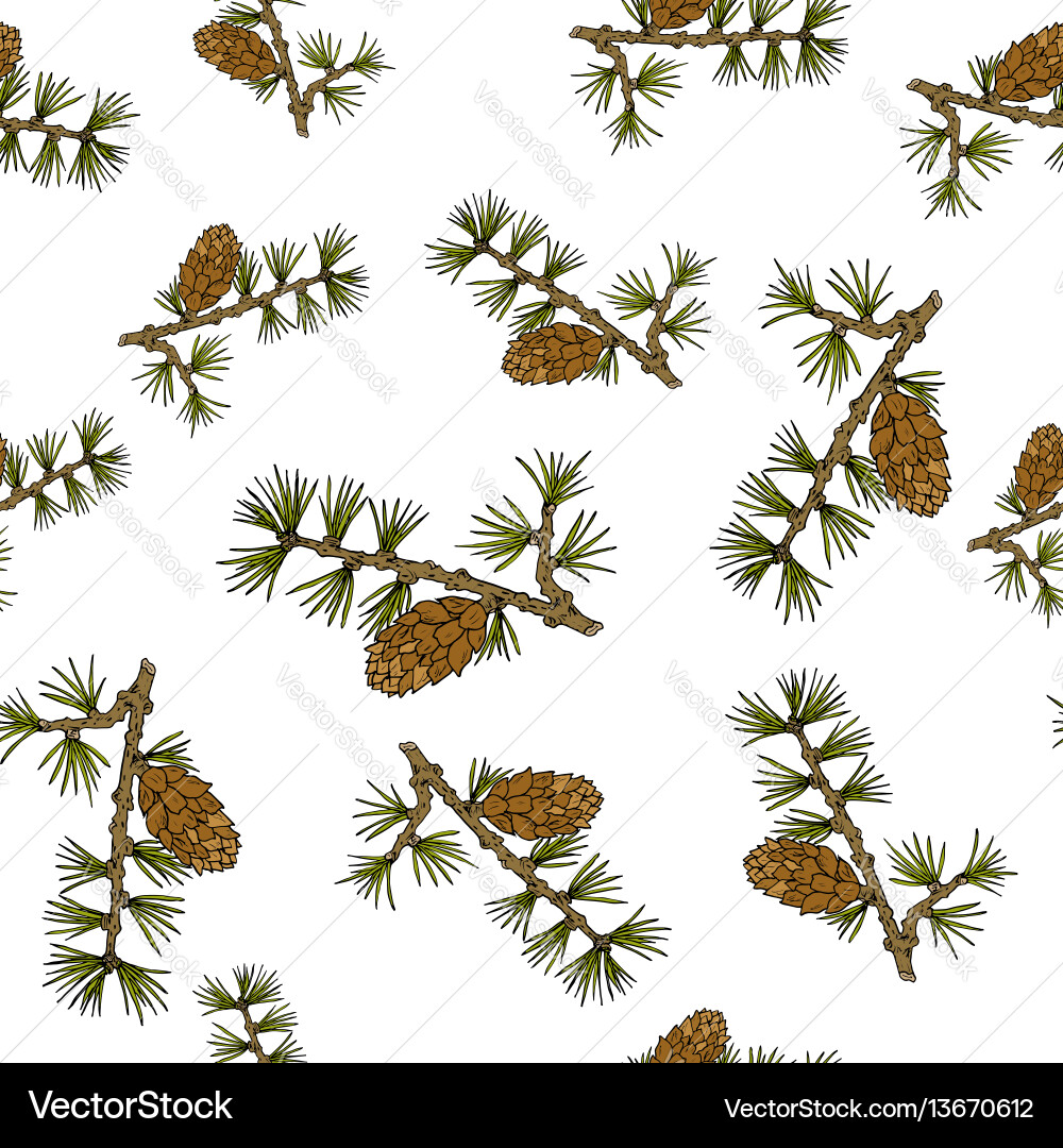 Larch Cones and Branches Pattern Vector Image