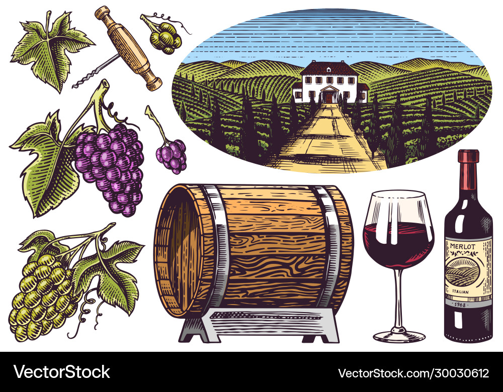 Vineyard and wine set grapes wooden barrel Vineyard and wine set grapes wooden barrel vector image
