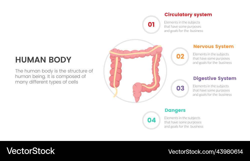 Intestine Darm menschliche Anatomie Infografik Intestine Darm menschliche Anatomie Infografik vektorbild