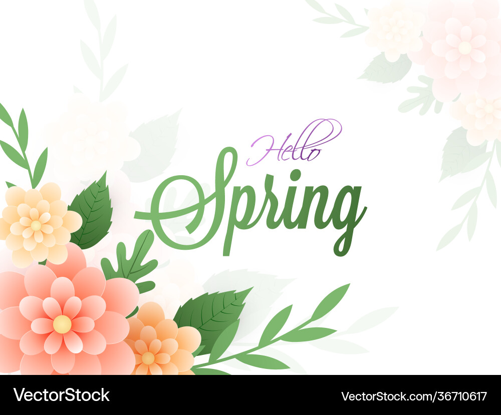 Calligraphy hello spring text on white background vector image