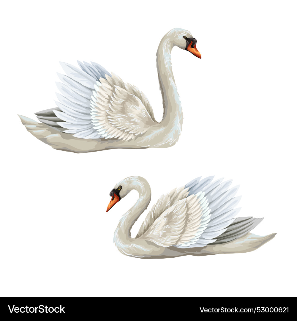 White swan isolated on the background White swan isolated on the background vector image