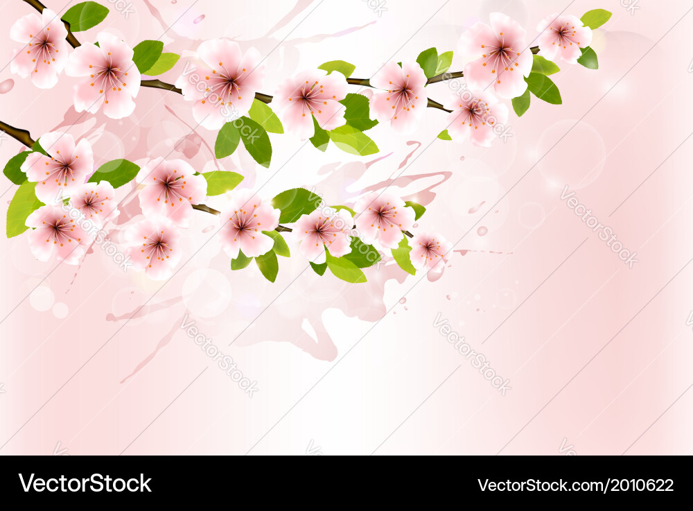 Spring background with blossoming sakura branches Vector Image