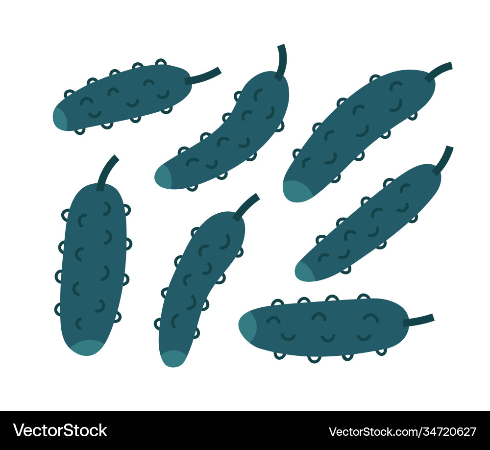 Cucumber Cucumber vector image