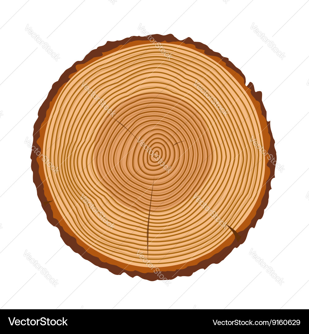 Tree trunk rings texture isolated Royalty Free Vector Image