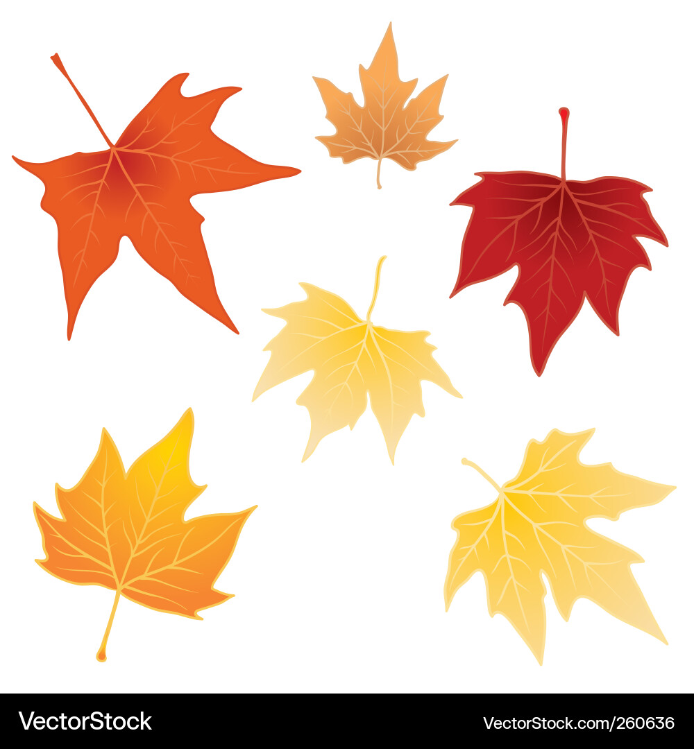 Autumn Leaves Collection vector image