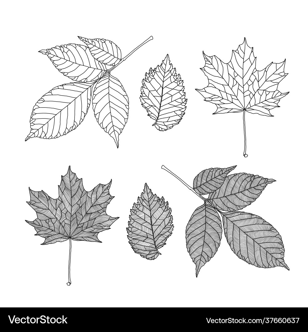 Set leaves different trees ash maple elm Vector Image