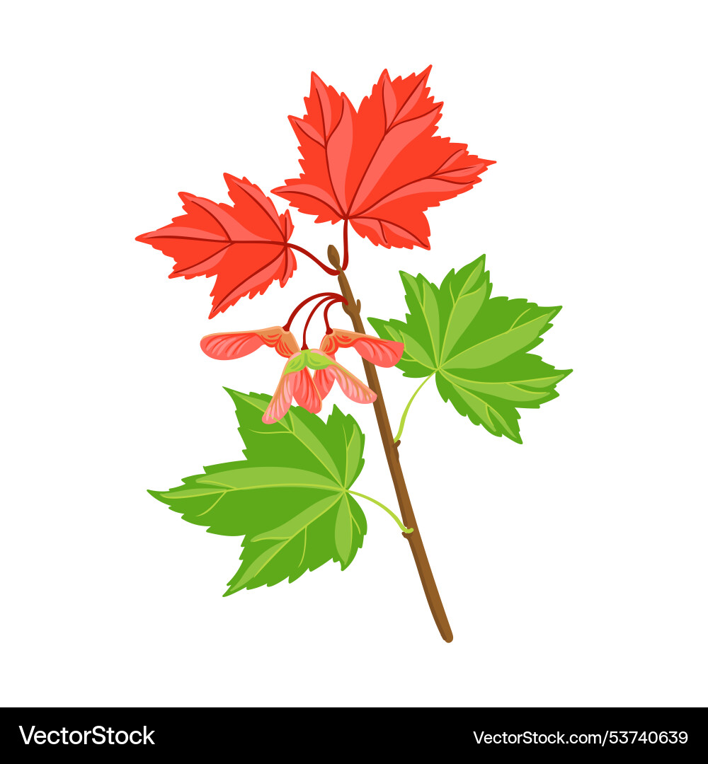 Drawing branch of red maple vector image