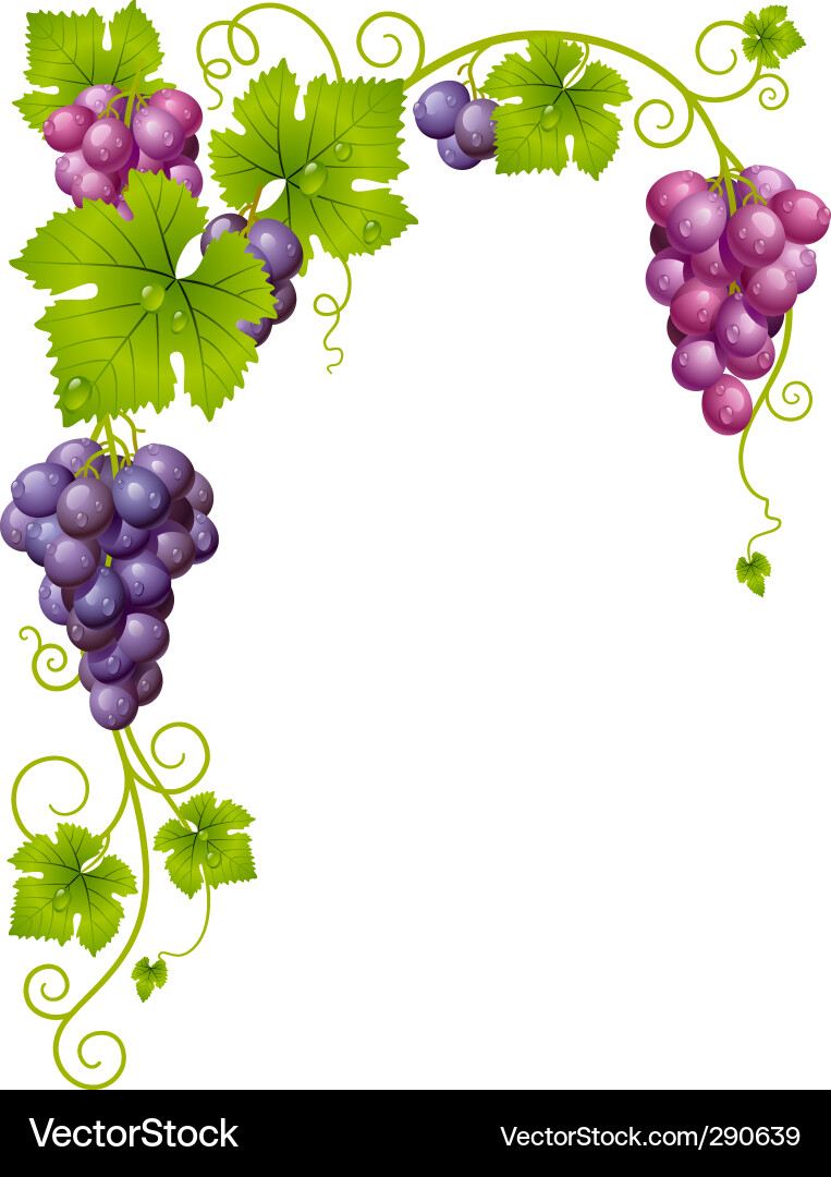 Grapevine Frame vector image