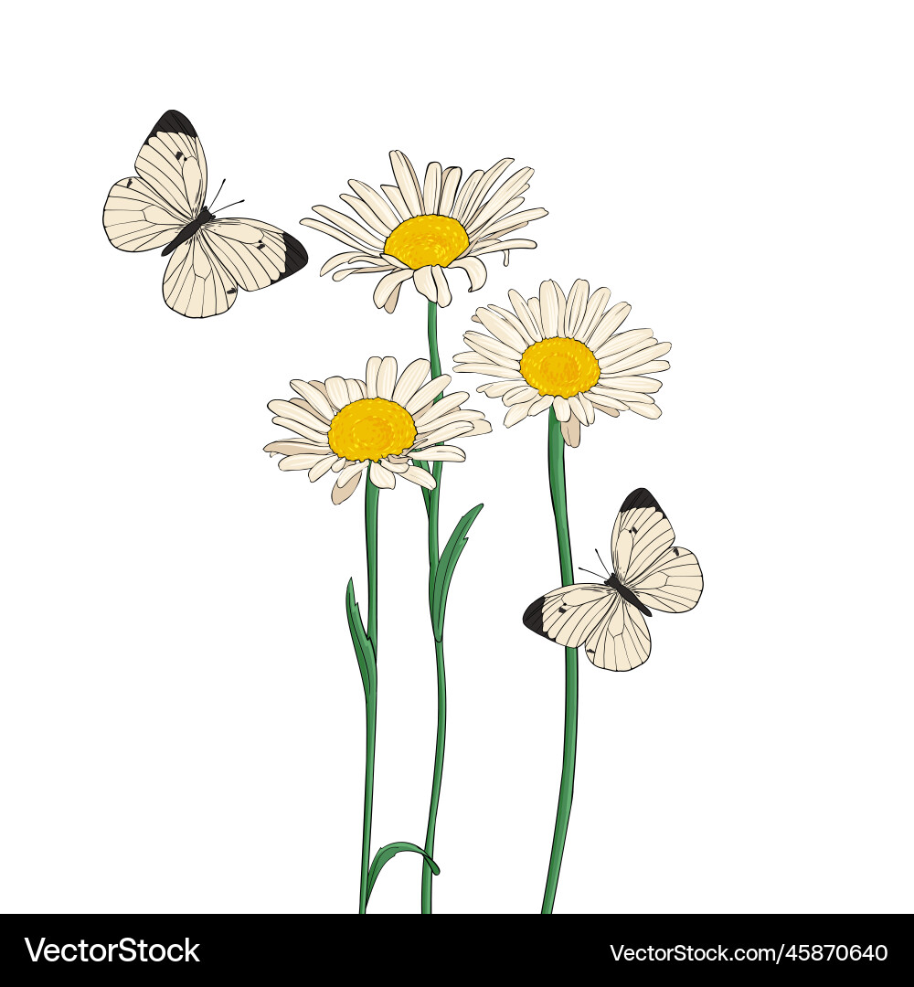 Floral Butterfly Sketch – Royalty-Free Vector | VectorStock, image size:1000x1080