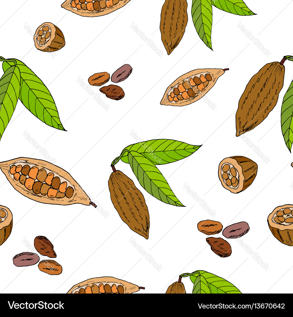 Cocoa bean and leaf seamless pattern vector image