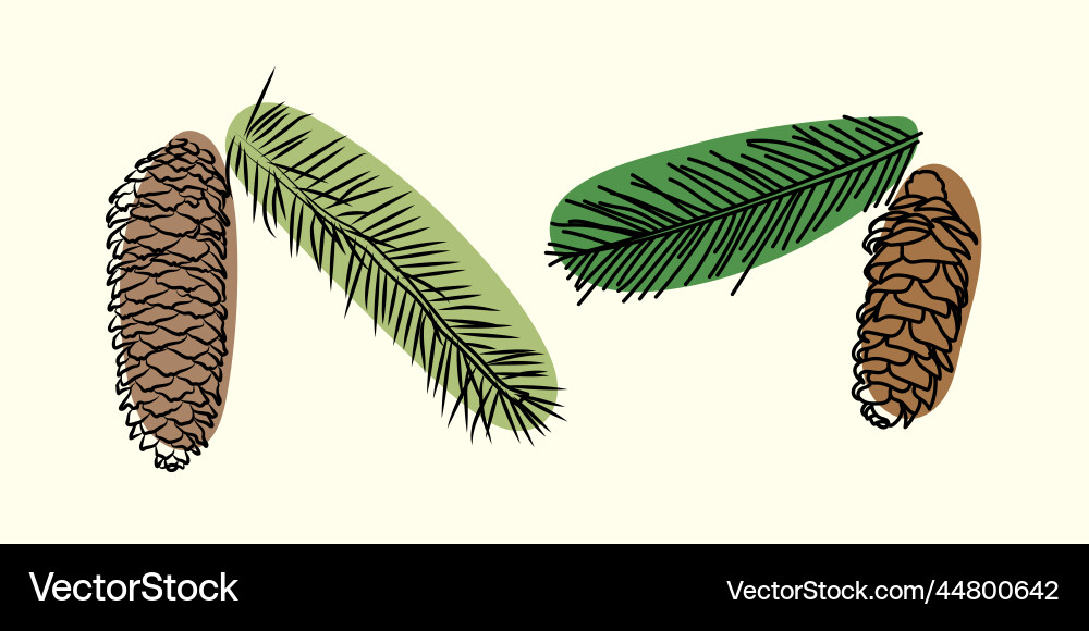 Fir branch and cone in color Fir branch and cone in color Vector Image