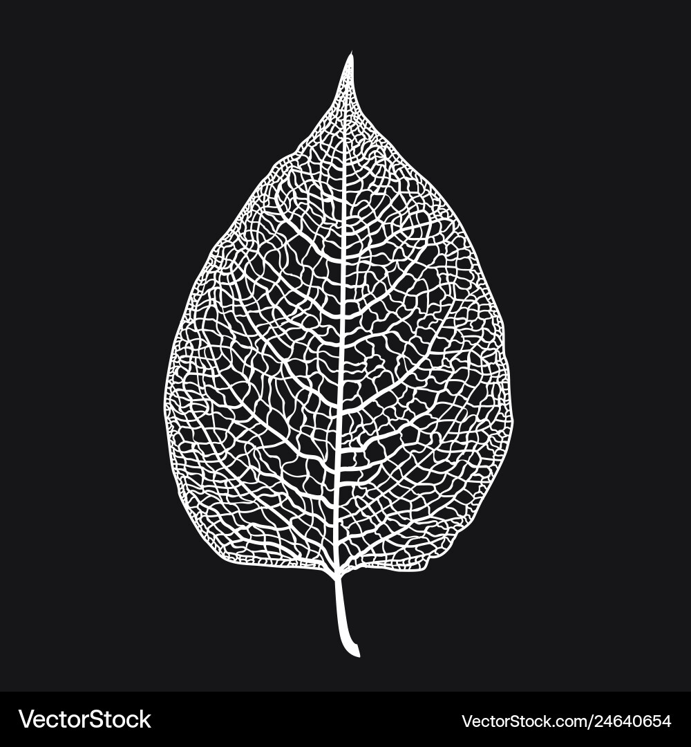 Skeletonized leaf of a tree on black vector image