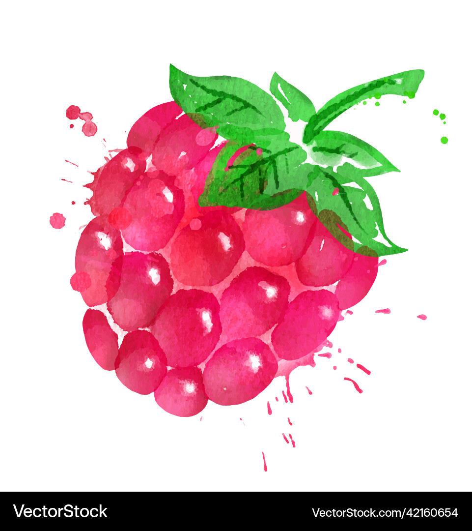 Watercolor Raspberry with Splashes Vector Image