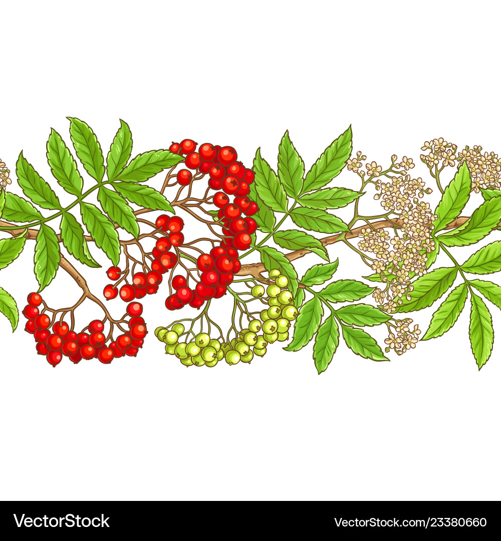 Rowan branch pattern on white background Rowan branch pattern on white background vector image