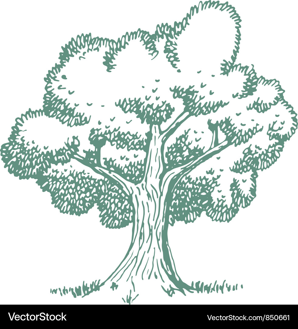 Detailed Oak Tree Drawing vector image