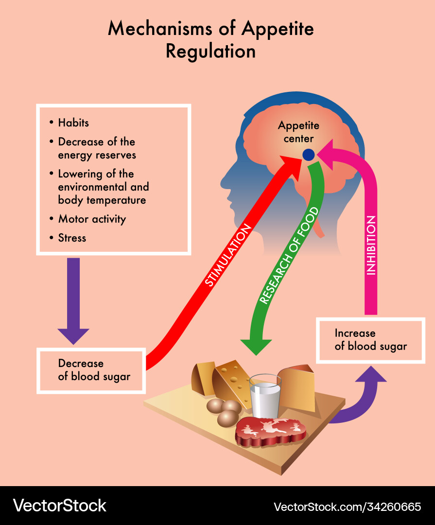 Appetitregulierung Appetitregulierung vektorbild