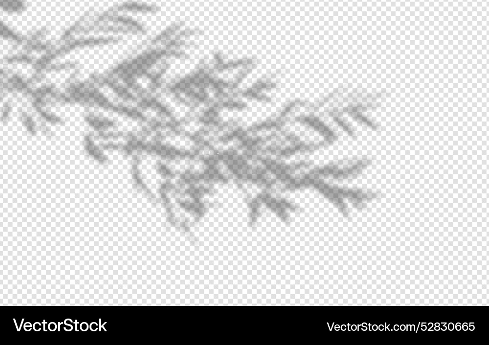 Shadow overlay from a tree branch isolated Shadow overlay from a tree branch isolated vector image