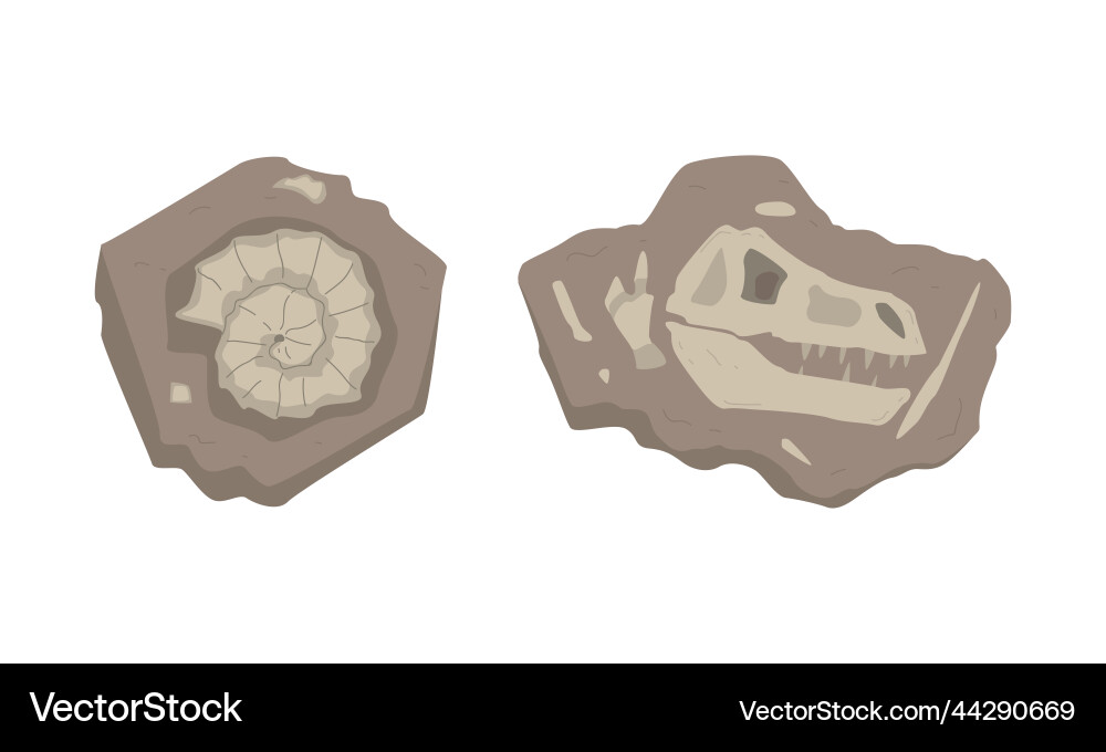 Fossils of dinosaurs skeleton and snails shells Fossils of dinosaurs skeleton and snails shells vector image