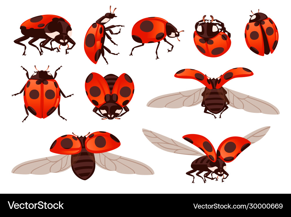 Set ladybug with open shell and wings flying Set ladybug with open shell and wings flying vector image