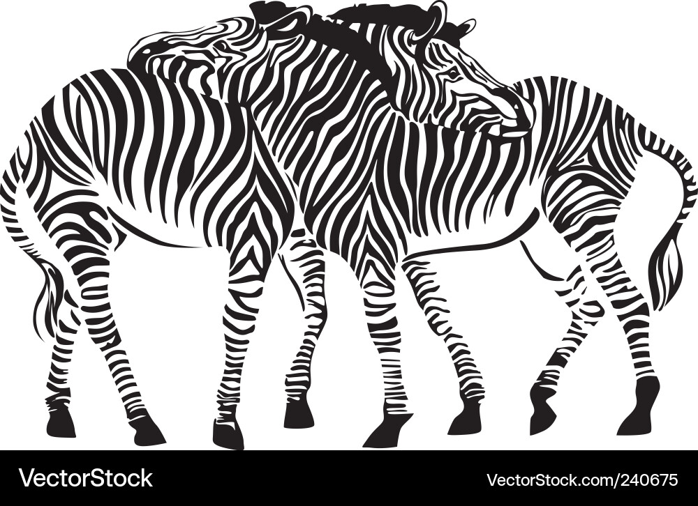 African Zebras in Stripes Vector Image