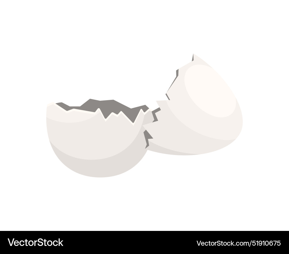 Shell from broken white egg two empty eggshells vector image