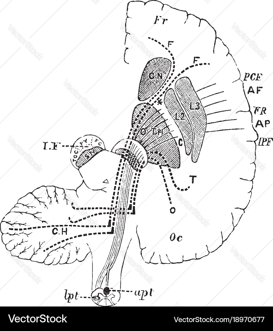 Brain showing connection of frontal occipital Vector Image