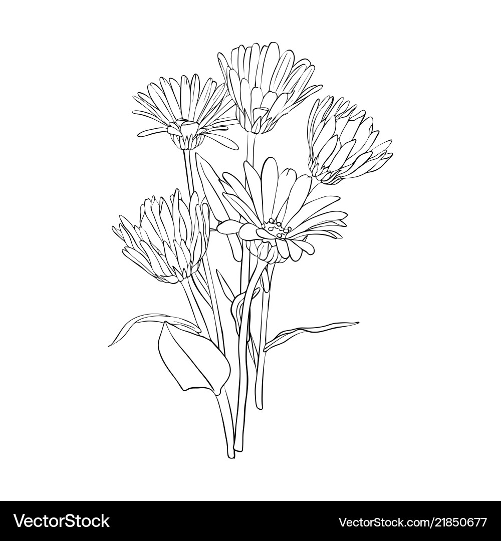 Wild Poppy Flower Bouquet Vector Image
