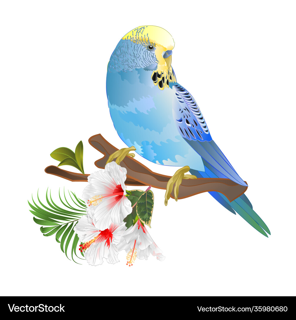 Blue parakeet budgerigar home pet Blue parakeet budgerigar home pet vektorbild