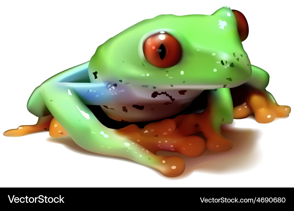 Red-eyed tree frog Royalty Free Vector Image - VectorStock